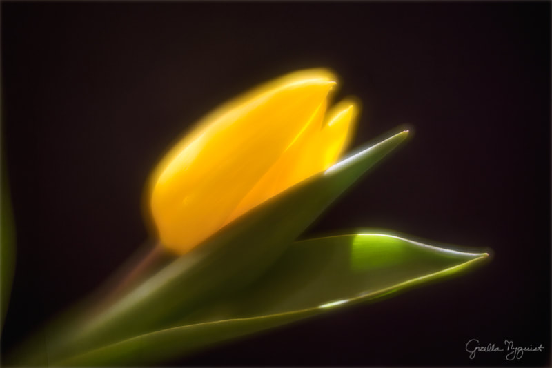 Greeting Spring with Lensbaby Velvet 56