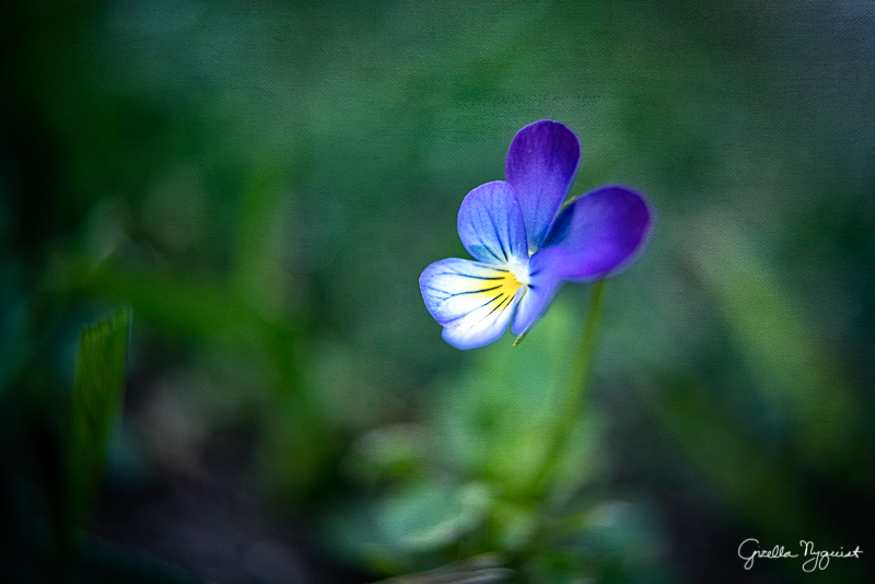 Burnside Flowers (Traveling Burnside Project)