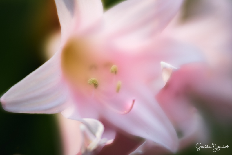 LA County Arboretum Visit with my Lensbabies