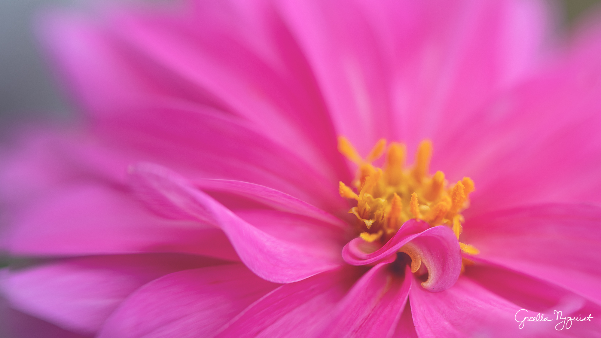 Lensbaby Session with a Pink Dahlia