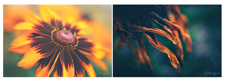 Beauty in Life and Death