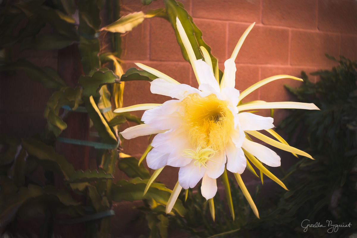 My Dragon Fruit Flowers