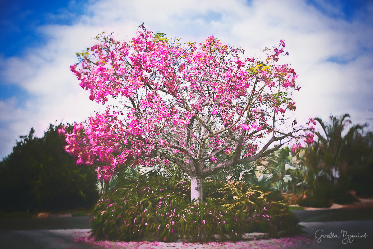 Another Lensbaby Visit to the LA County Arboretum