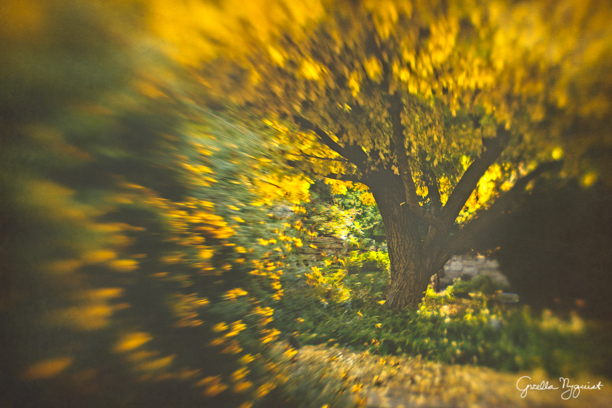 A Bit of Fall at the LA County Arboretum