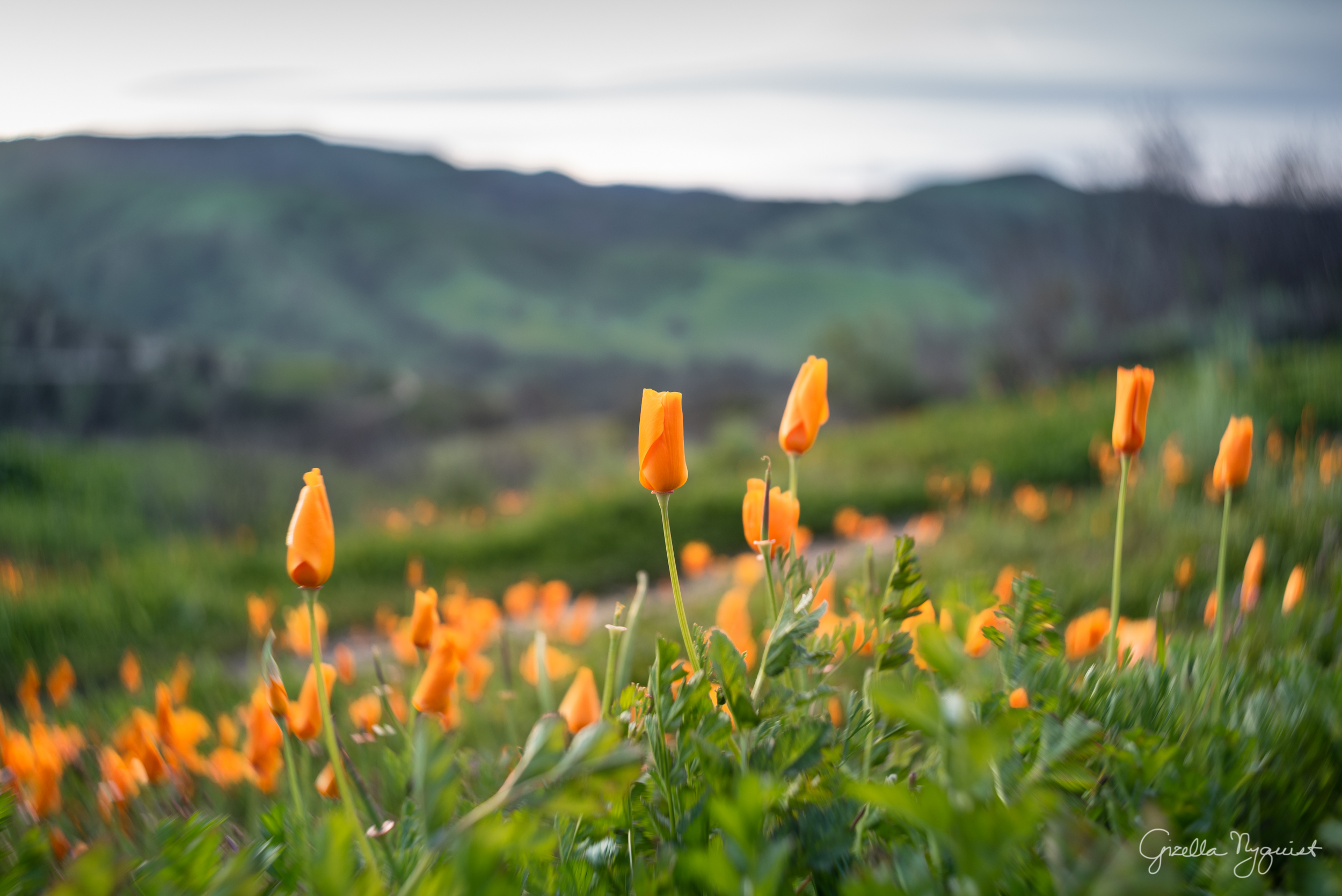 Winter Rains Bring Spring Flowers to Southern California – Lensbaby Blog Circle