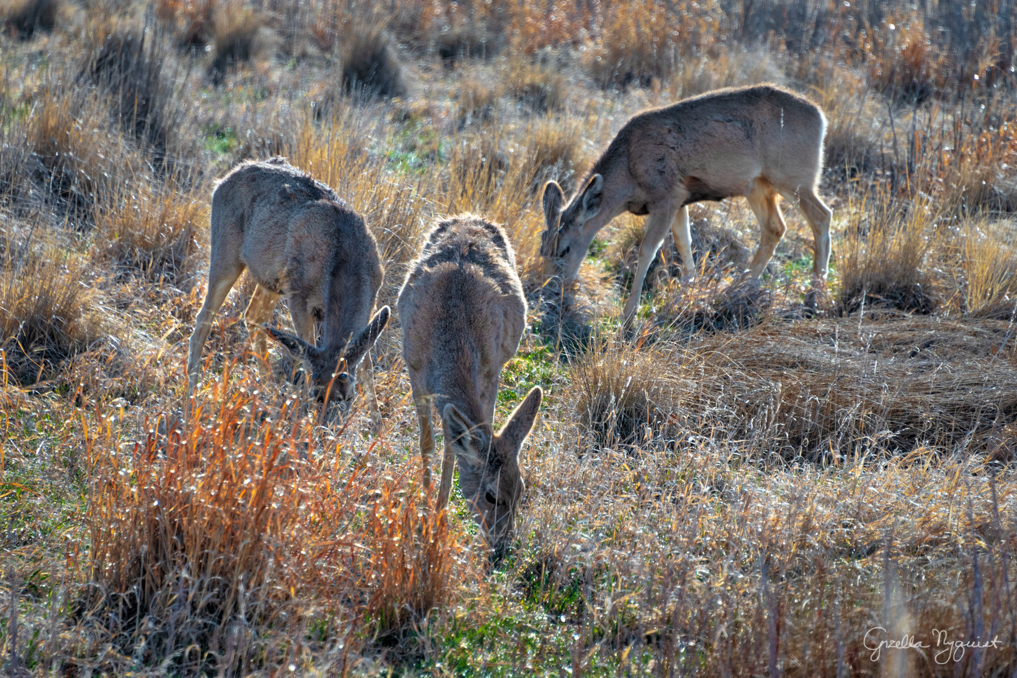 Rocky Mountain Arsenal – Part 1