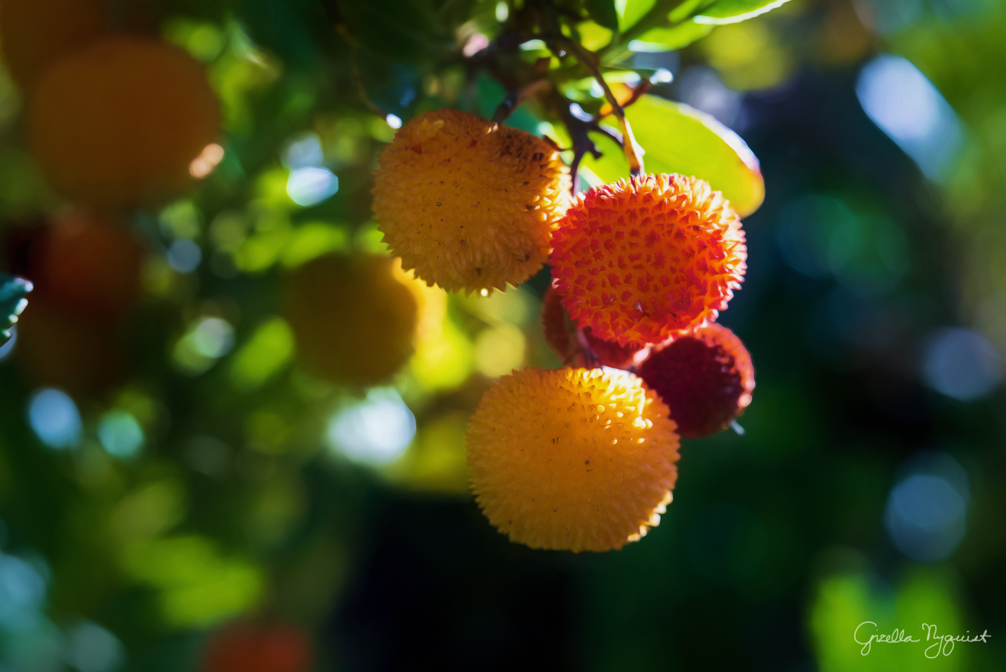 A Few Painterly Images from Jeffrey Trail