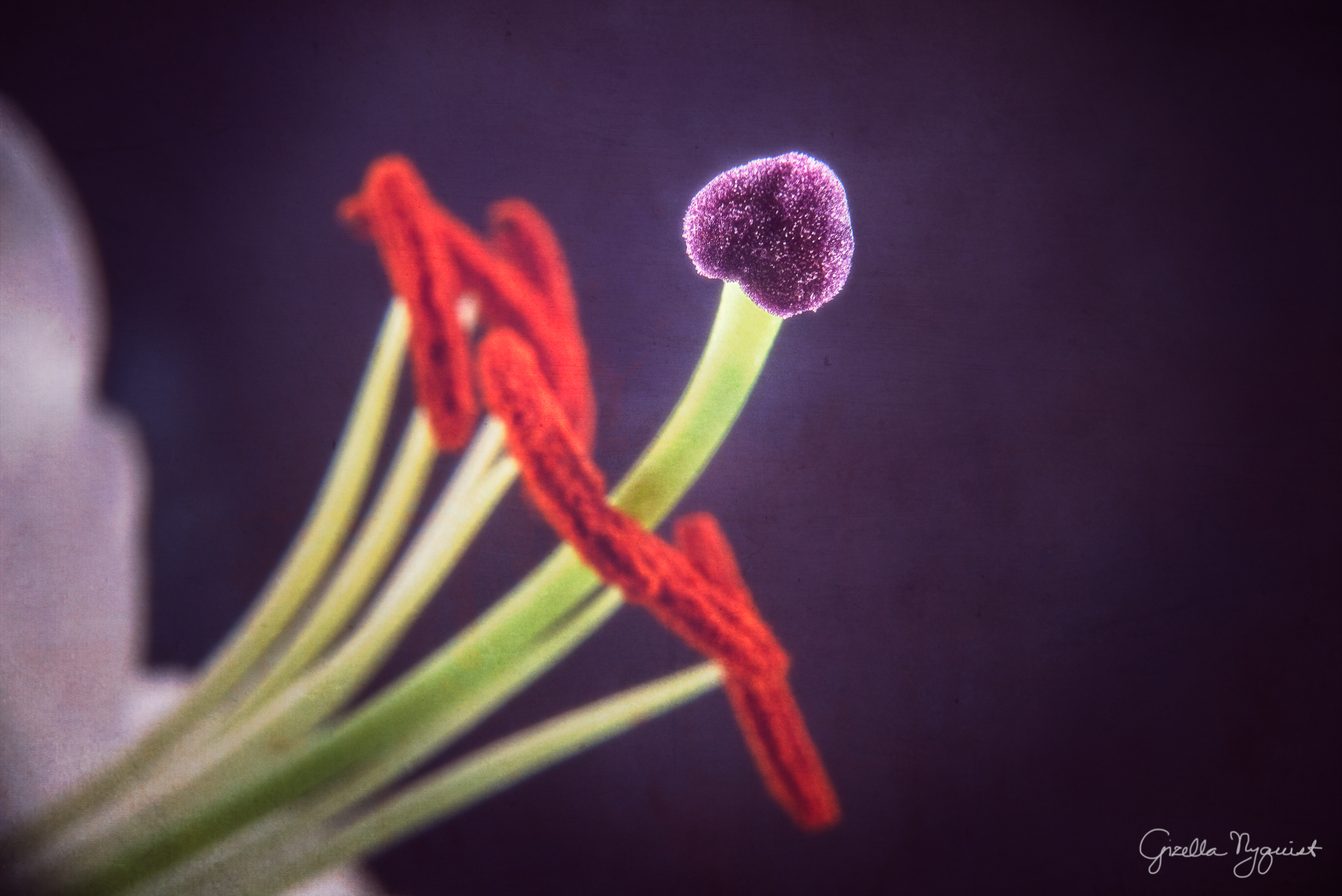 The Lily That Keeps Giving