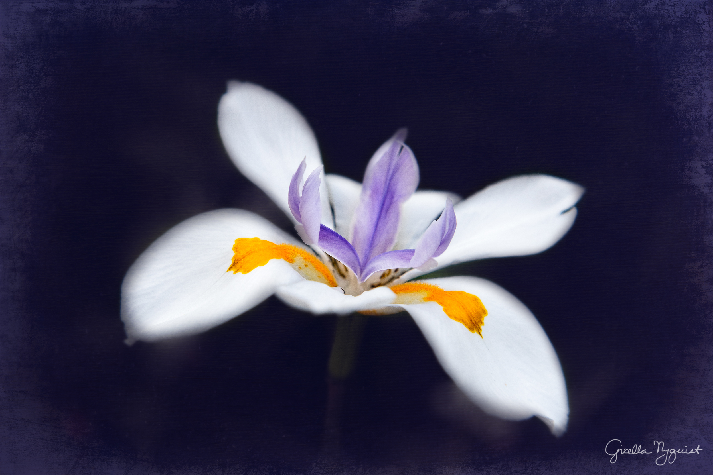 Fortnight Lily with Lensbaby Twist 60