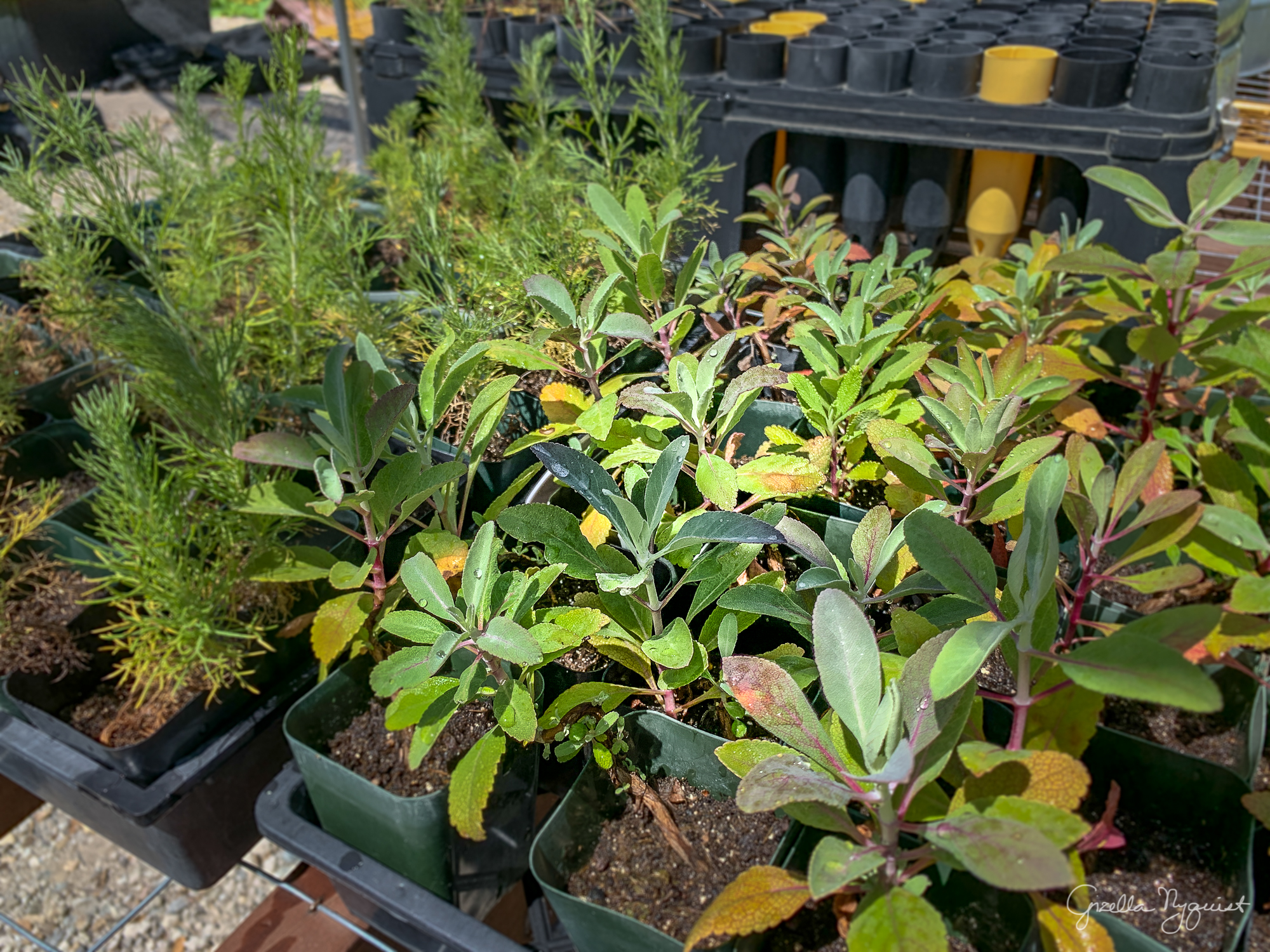 A New Kind of Volunteering