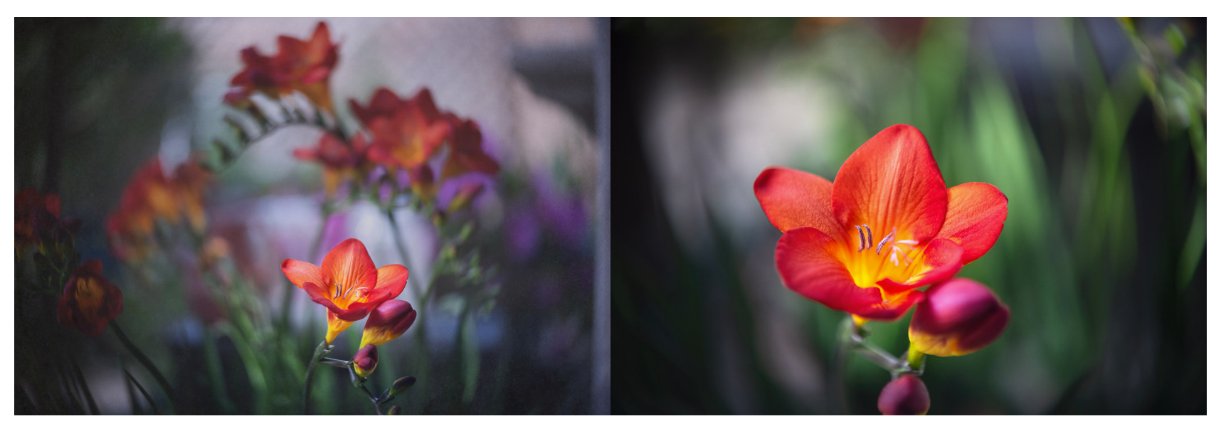 Freesia Flowers with Lensbaby 60