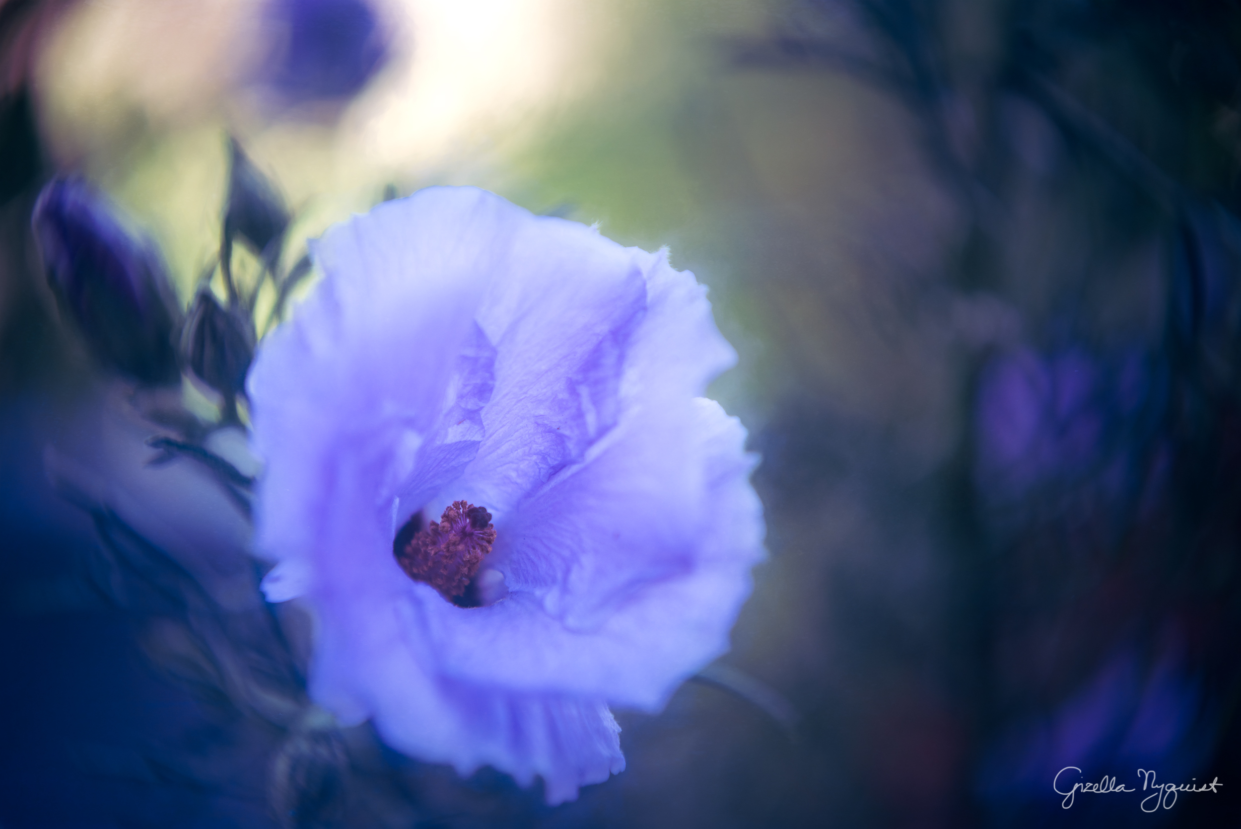 Two Flowers from the Backyard