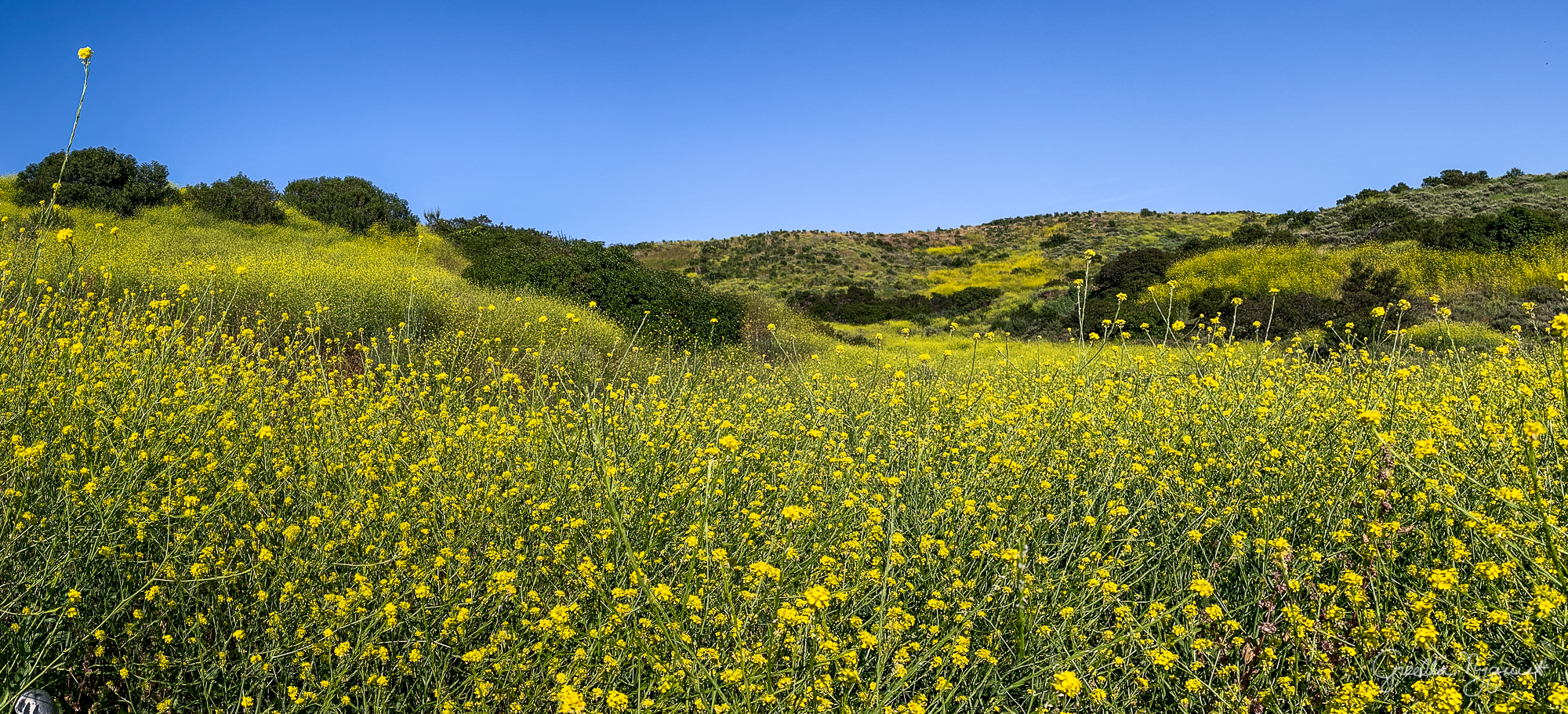 The Wildflowers Started to Fade