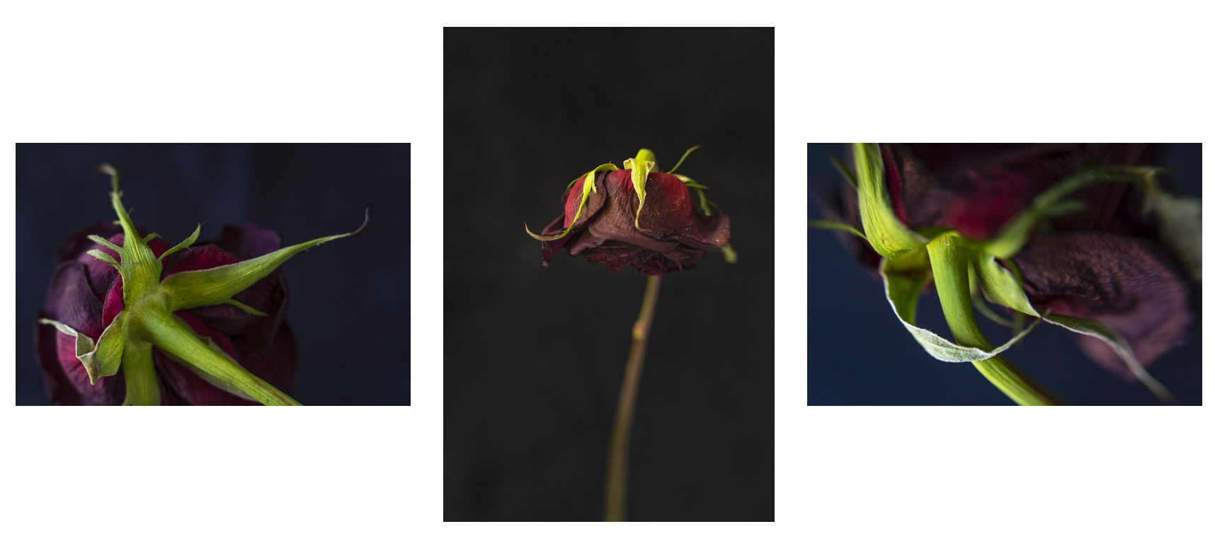 Photographic Experiments with Roses