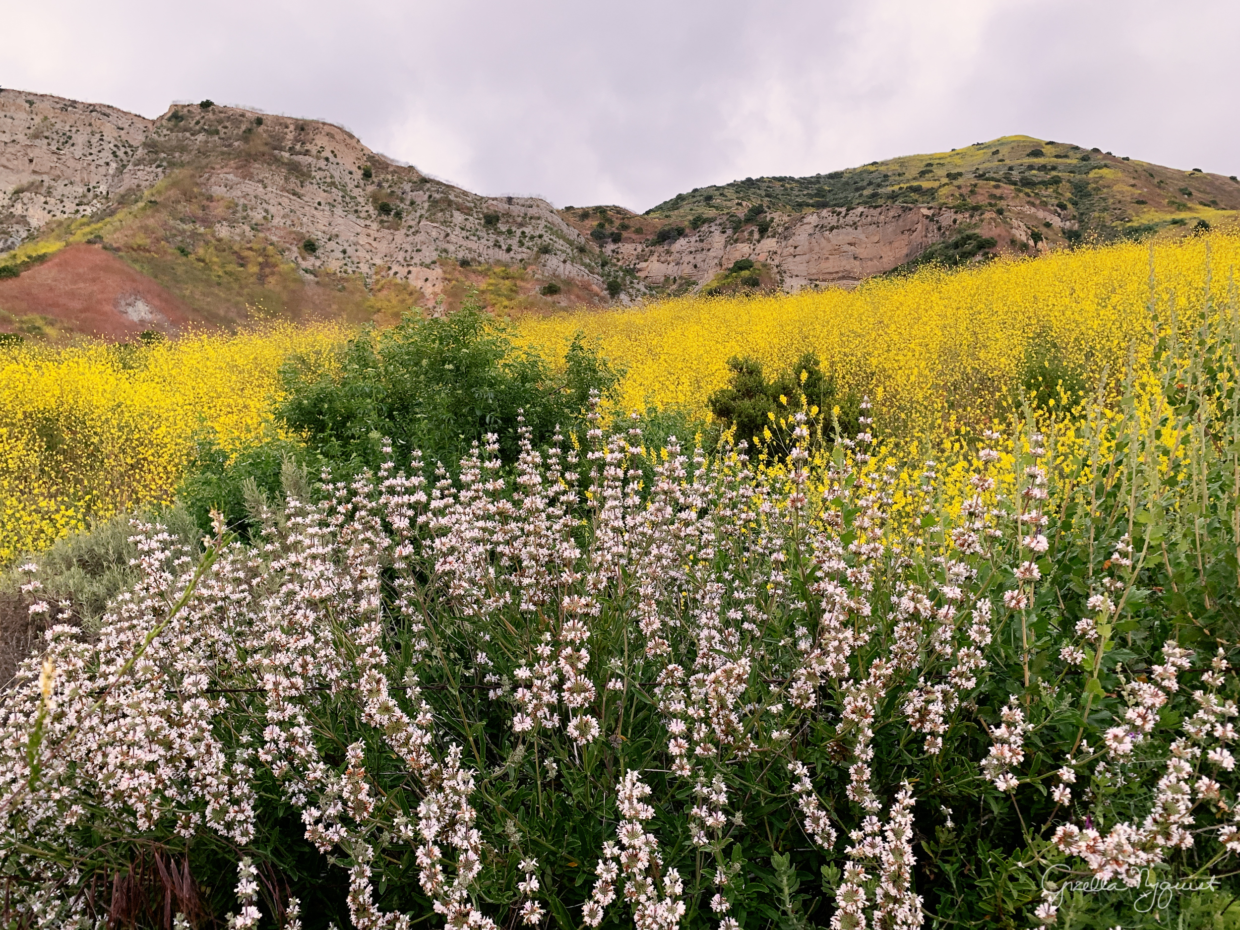 Wildflowers of Southern California