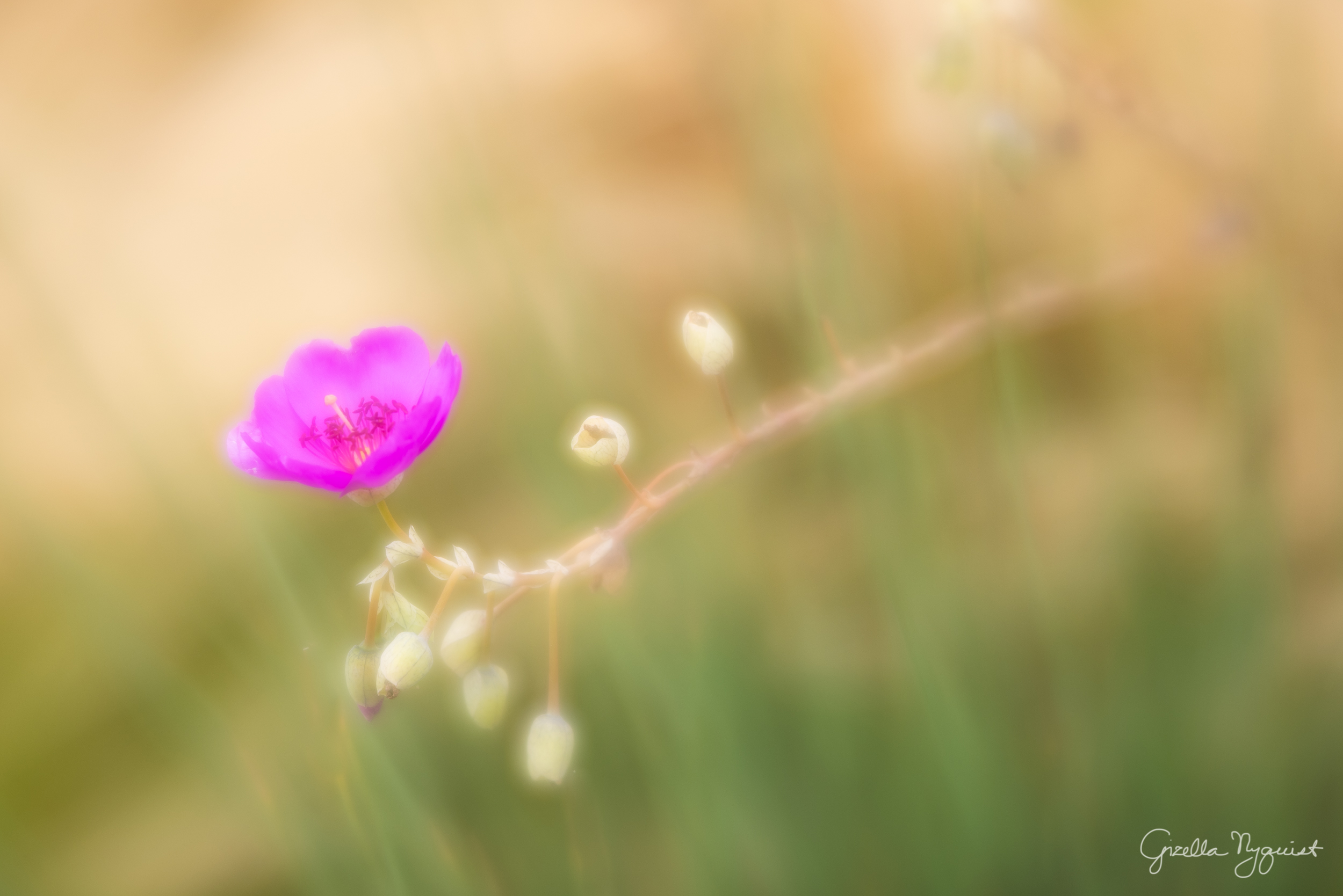 Comparing Three Lensbaby Lenses