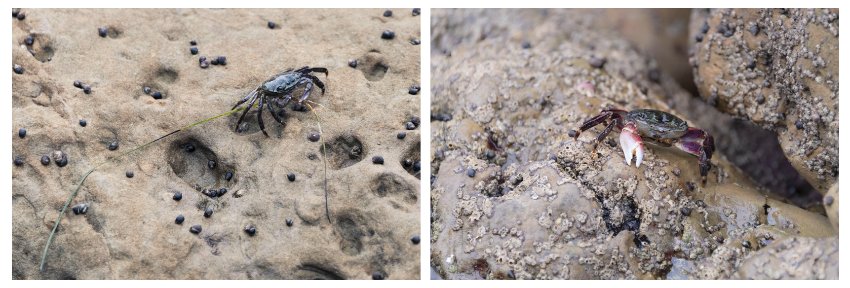 Crab Galore at Heisler Park, Laguna Beach