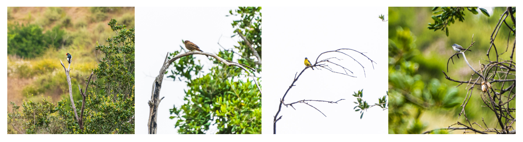 A Few Birds of Round Canyon, Irvine