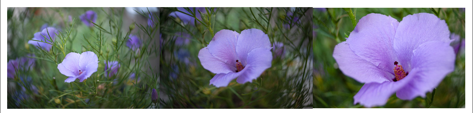 Comparison Images for Twist 60 and Burnside 35 on Full Frame and Crop Sensor Cameras