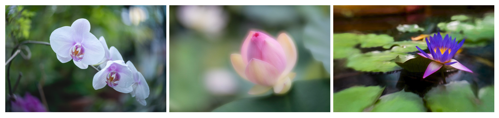 Lensbaby Flower Images at a Budapest Arboretum